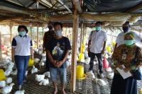 Penyerapan Ayam Ras Peternak Mandiri Mulai Berjalan