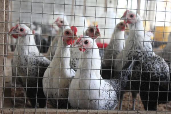 Ayam Sembawa mampu menghasilkan telur sebanyak 210-250 butir per tahun dengan berat telur 40-45 gram.