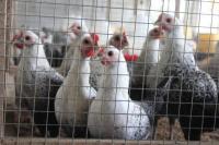 Permendag Nomor 7 Tahun 2020 tentang Acuan Harga Ayam Tak Efektif