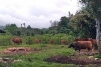 Peran Penyuluh Kembangkan Peternakan di Manokwari
