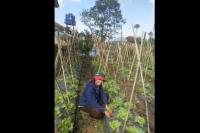 Dodih, Petani Sayur Milenial Beromzet Rp100 Juta per Bulan