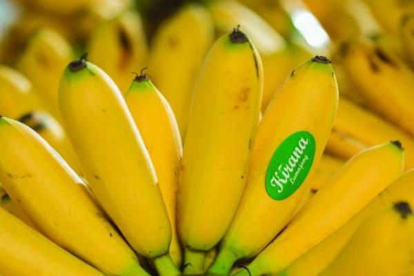 Satu komoditi yang menjadi primadona di pasar domestik maupun prospektif dilirik pasar global adalah pisang mas kirana. 
