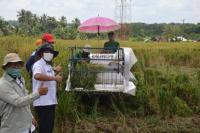 Penyuluh Lampung Tetap Damping Petani Panen dengan Alsintan di Tengah Pandemi 
