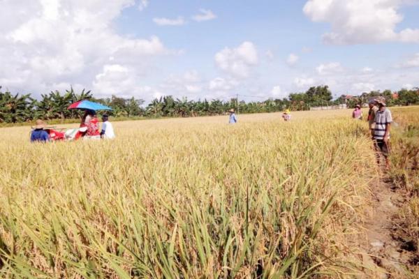 Terjadi pergeseran peringkat 10 terbesar provinsi produsen beras tahun 2020 dibandingkan 2019.