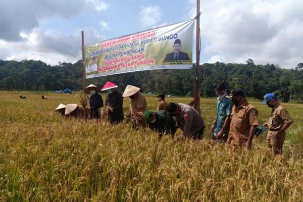 Mei ini luasan panen di Dusun Rantau Duku Kecamatan Rantau Pandan mencapai 35 hektare dari total hamparan 206 hektare.