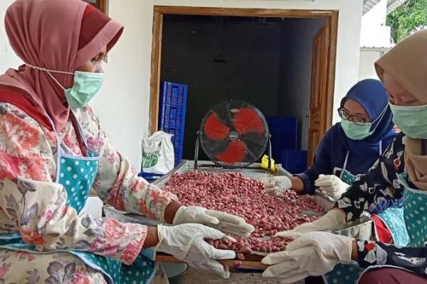 Berdasarkan data Kementerian Pertanain (Kementan), produksi bawang merah Brebes mencapai 290.813 ton per tahun, dengan luas tanam sekitar 24.783 hektare.