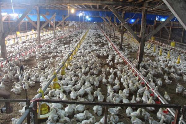NFA Libatkan Lebih Banyak Perusahaan Perunggasan Stabilkan Harga Ayam