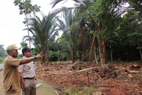 Sagu juga mempunyai nilai stratgis ekonomis tinggi dengan luasan kurang lebih 500 ribu hektare di Papua Barat dan sekitar 4,7 juta hektare di Provinsi Papua.