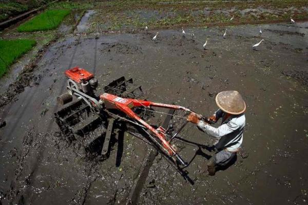 Selain sumber air yang berlimpah, percepatan tanam dan peningkatan produktivitas di Kecamatan Kebonarum didukung oleh pemanfaatan rice transplanter secara optimal.