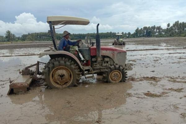 Pengolahan lahan maupun penanaman padi yang dilakukan semuanya mengunakan alat mesin pertanian (alsintan), baik itu traktor roda empat dan alat tanam padi (Rice Transplanter).