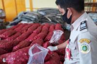 Karantina Pertanian Amankan 35 Ton Bawang Merah Impor Ilegal