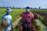 Petani Pati Terapkan Budidaya Bawang Merah Ramah Lingkungan