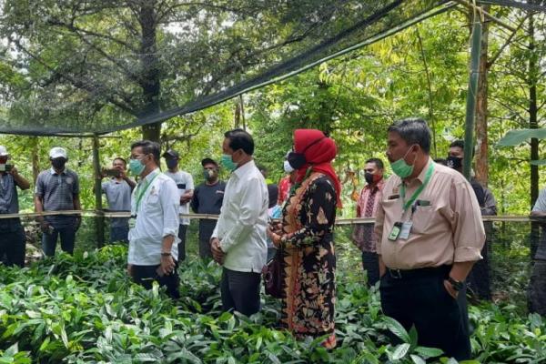 Menurut data Direktorat Jenderal Perkebunan, Kementan, produktivitas pala pada tahun 2018 sebesar 543 kg per hektare dan 548 kg per hektare di tahun 2019.