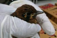Karantina Pertanian Surabaya Gagalkan Penyelundupan 218 Burung Punglor Asal NTT 