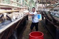 Petani Milenial Raup Omzet Miliaran dari Ternak Domba