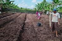 Jaga Pangan Keluarga, Penyuluh Pertanian Kaltara Genjot Petani Manfaatkan Pekarangan