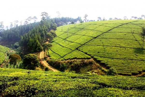 Indonesia berpeluang meningkatkan volume ekspor teh hijau ke Maroko.