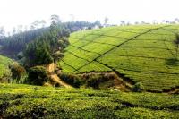 Rebut Pasar Teh Hijau Maroko Melalui Indonesian Green Tea Incorporated