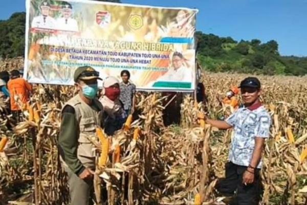 Kelompok Tani (Poktan) Pemuda Tani di Desa Betaua Kecematan Tojo, awal Juni ini telah melakukan panen jagung dilahan 25 hektare.