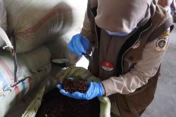 Cabai jamu asal Provinsi Lampung yang telah memasuki pasar global beberapa tahun lalu 