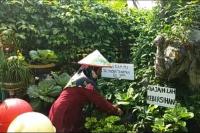 Hindari Krisis Pangan, KWT Bina Pertani Lampung Tengah Garap Lahan Pekarangan