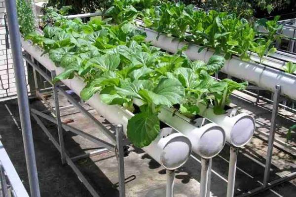 Upaya untuk mengadopsi sistem Urban Farming di wilayah perkotaan juga menghasilkan produk yang berkaitan dengan pemenuhan kebutuhan pangan.
