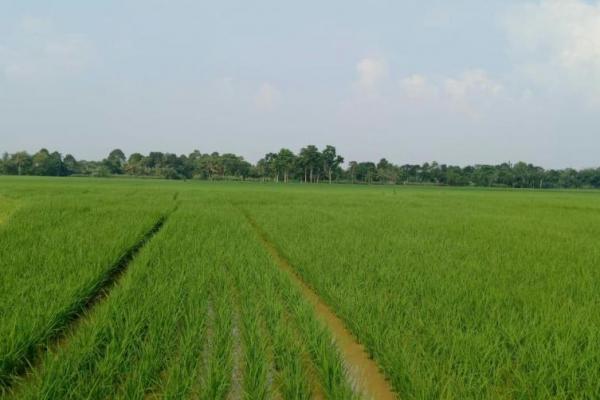 Pemanfaatan rawa di kalimantan merupakan arahan Menteri Pertanian (Mentan) Syahrul Yasin Limpo untuk menjamin produksi pangan khususnya beras.