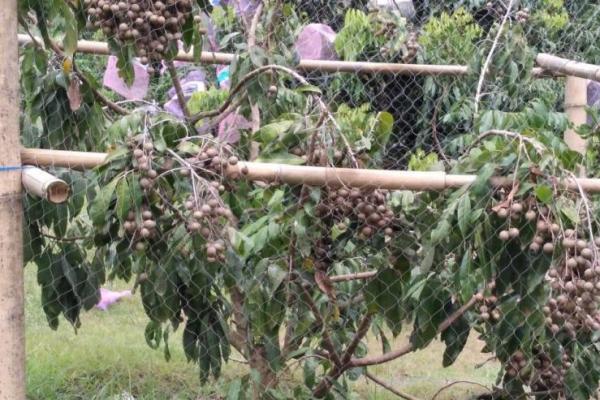 Lengkeng adalah salah satu tanaman buah tropis banyak manfaat. Namun, ketersediaan buah lengkeng ini sangat dipengaruhi oleh keberadaan OPT.