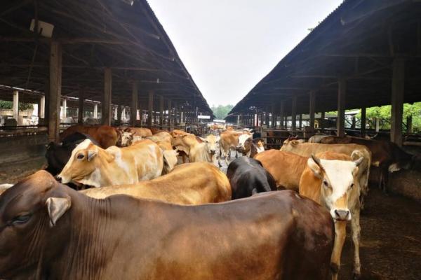 Berdasarkan data Badan Pusat Statistik (BPS) pada Struktur Ongkos Usaha Ternak (Sout), sebagian besar kepemilikan sapi potong merupakan usaha dalam skala besar.