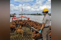 Di Tanjung Priok, Barantan Pastikan Keamanan dan Kelancaran Hewan Kurban