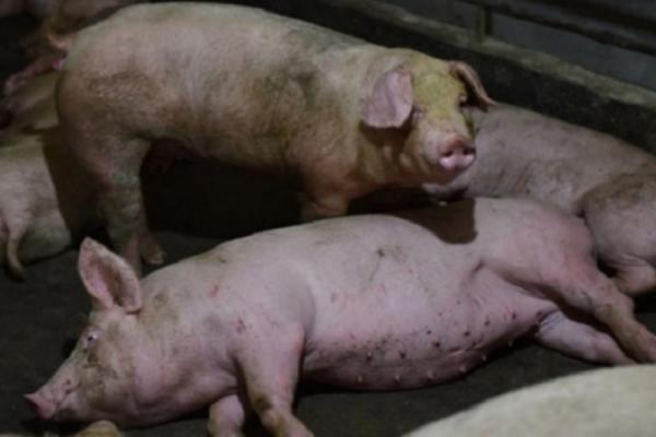 Antara 2011 dan 2018, para peneliti telah mengambil 30.000 usap hidung dari babi di rumah jagal di 10 provinsi China dan di rumah sakit hewan, yang membuat peneliti menemukan sekitar 179 virus flu babi.