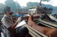 Lalu Lintas Kuda Asal Jawa Timur ke Berbagai Pulau Meningkat