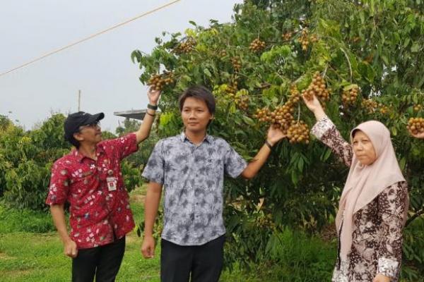 Tak tanggung-tanggung, Hendri mengembangkan kebun kelengkeng varietas Itoh seluas lima hektare dan budidaya bawang merah seluas dua hektare.