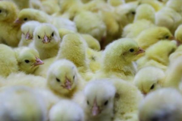 Produksi livebird (ayam hidup) pada Juli sebanyak 174.917.479 ekor atau setara daging ayam sebanyak 205.178 ton.