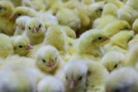 Kementan Apresiasi Pengusaha Turut Menjaga Supply Demand Ayam Ras