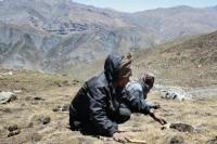Banyak Diburu, Viagra Himalaya Terancam Punah