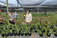 Mentan Syahrul Dorong Perusahaan Eka Karya Flora Perluas Pasar Anggrek