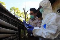 NTT Siaga Satu Virus Demam Babi, Kementan Siapkan Langkah Strategis