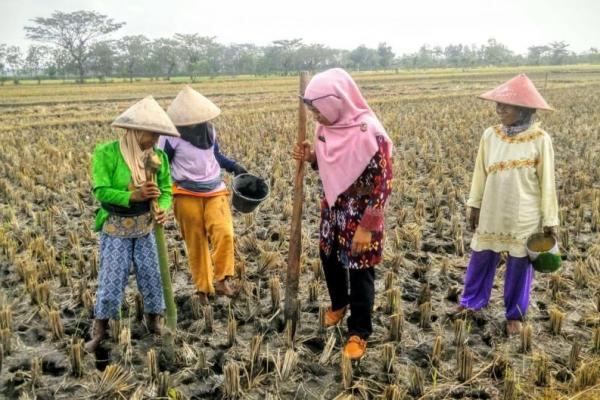 Kedelai menjadi salah satu komoditas tanaman pangan yang banyak dikonsumsi oleh masyarakat di Indonesia. 