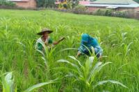 BPS Umumkan Indonesia Resesi, Sektor Pertanian Masih Tumbuh Positif 