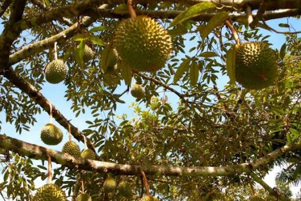Untuk tanaman durian dengan umur 10 – 20 tahun dan kurang dari 20 tahun memiliki cadangan karbon total sebesar 18,45 ton per hektare dan 3,27 ton per hektare.
