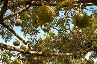 Tanaman Durian Diklaim Simpan Karbon 43,22 Ton per Hektare