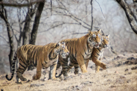 Studi: Melindungi Harimau Secara Tidak Langsung Mengurangi Emisi Karbon