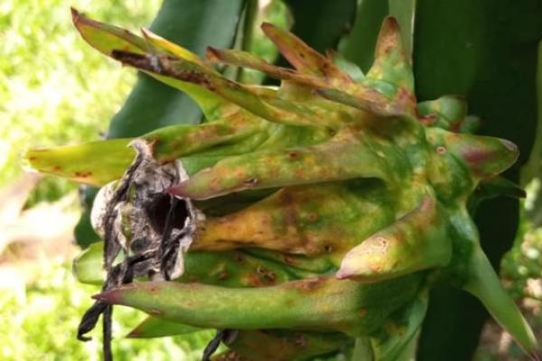 Pada 2016, hampir 50% pertanaman buah naga di Provinsi Kalimantan Timur juga terserang dengan kategori ringan sampai berat.