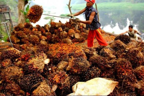 Peranan kelapa sawit terbukti mengurangi angka kemiskinan. 