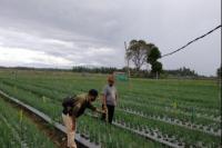 Kementan Kawal Budidaya Bawang Merah Ramah Lingkungan di Aceh