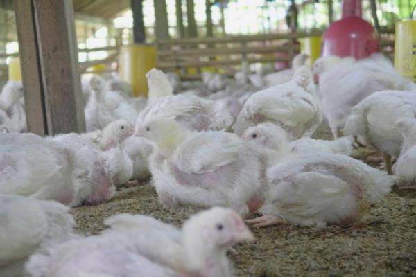 Potensi produksi DOC FS bulan Juni dapat dikalkulasikan menjadi daging ayam pada bulan Juli sebanyak 306.803 ton atau setara dengan livebird sebanyak 261.553.862 ekor.