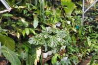 Mulai dari Hobi, Pasangan Suami Istri di Bogor Berhasil Ekspor Florikultura