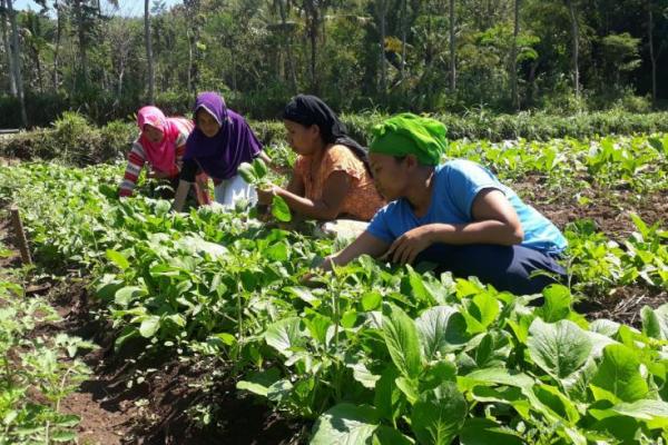 P2L merupakan program yang diterima oleh Kelompok Wanita Tani (KWT) Mandiri yang berdomisili di Desa Kupang, yang manfaatnya besar bagi keluarga tani.