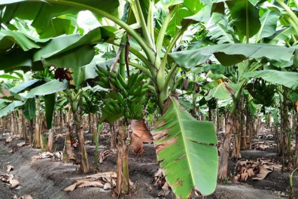 Sumedang memiliki potensi pengembangan kawasan pisang di Desa Buahdua seluas 50 hektare pada lahan perhutani maupun lahan desa.